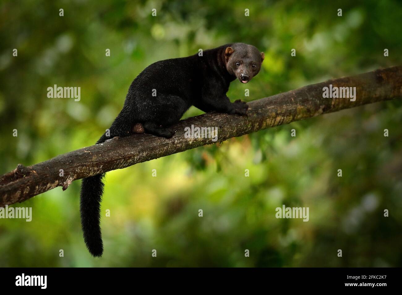 Tayra, Eira barbara, animal omnivore de la famille Weasel. Tayra caché dans la forêt tropicale, assis sur l'arbre vert. Scène sauvage de la nature, C Banque D'Images