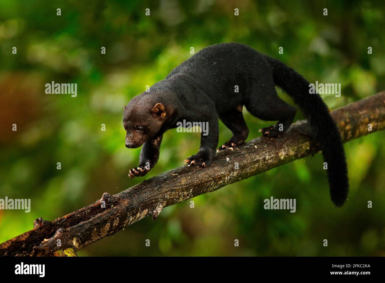 Tayra, Eira barbara, animal omnivore de la famille Weasel. Tayra caché dans la forêt tropicale, assis sur l'arbre vert. Scène sauvage de la nature, C Banque D'Images