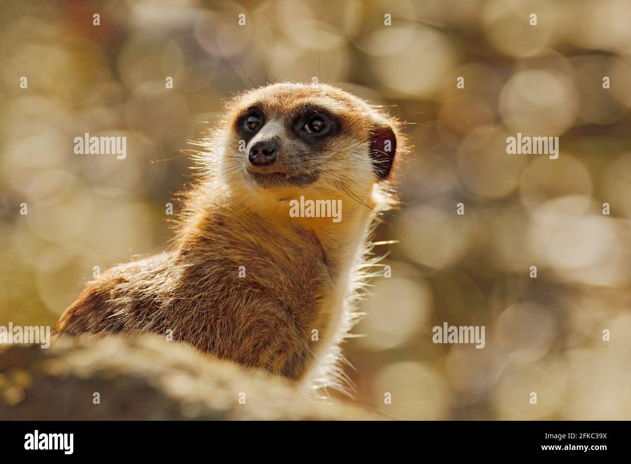 Mignon Meerkat, Suricata suricata, assis sur le tronc d'arbre dans la prairie de fleurs blanches, Namibie. Bel animal dans l'habitat de la nature. Scène de la faune fr Banque D'Images