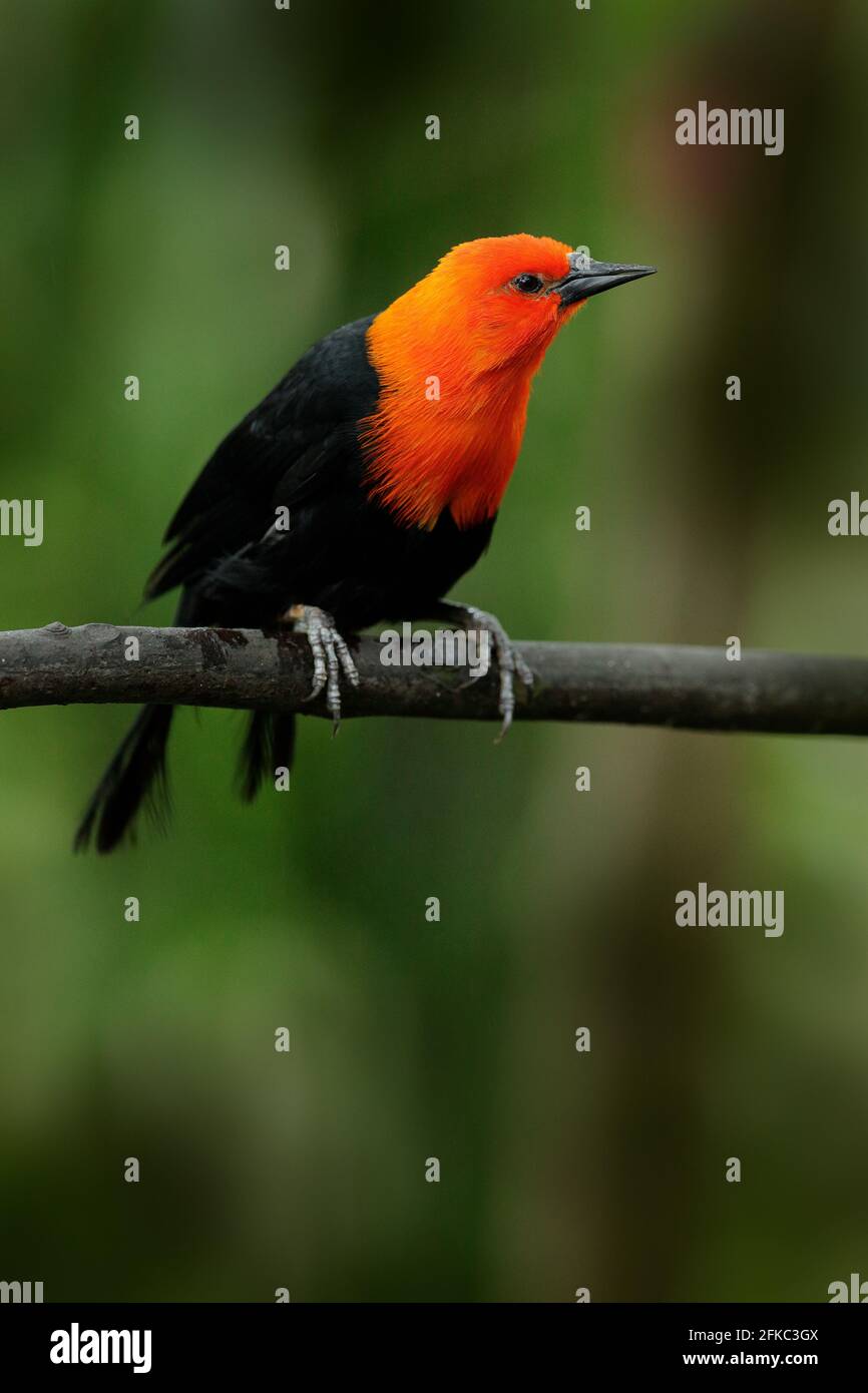 Blackbird à tête écarlate, Amblyramphus holosericeus, oiseau noir à tête rouge orange dans la forêt tropicale de la jungle. Blackbird assis sur l'arbre avec g Banque D'Images