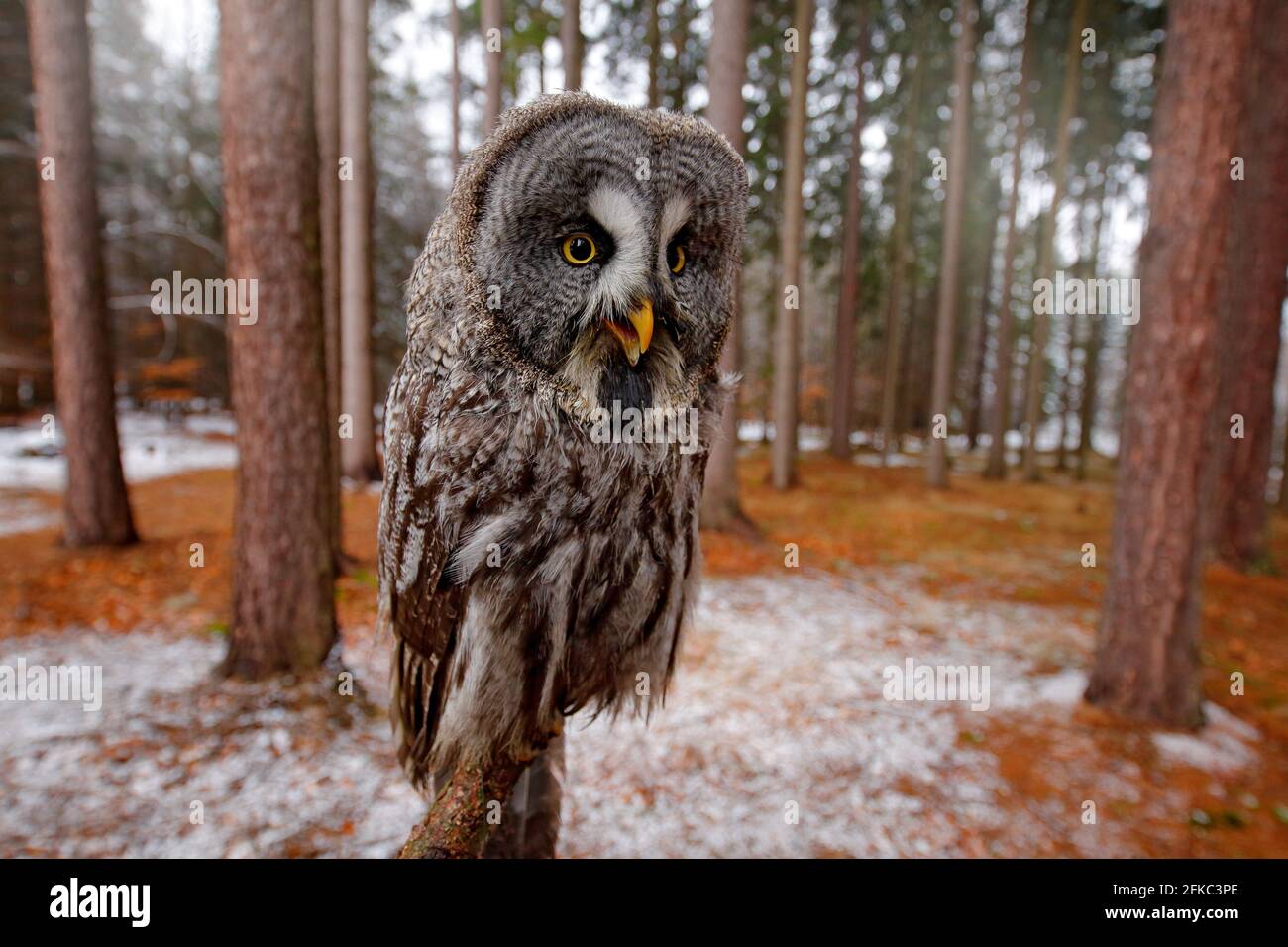 Oiseau magique Grand hibou gris, Strix nebulosa, caché derrière le tronc d'arbre avec forêt d'épinettes en photo grand angle arrière. Image d'oiseau drôle dans t Banque D'Images