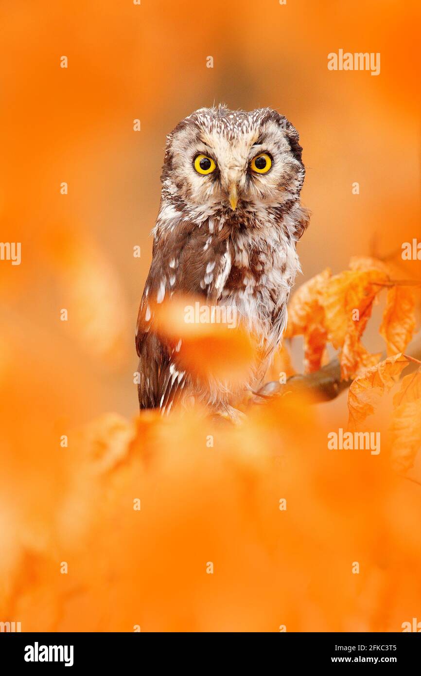 Hibou caché dans les feuilles orange. Hibou boréal avec de grands yeux jaunes dans la forêt d'automne en Europe centrale. Portrait détaillé de l'oiseau dans l'habitat naturel Banque D'Images