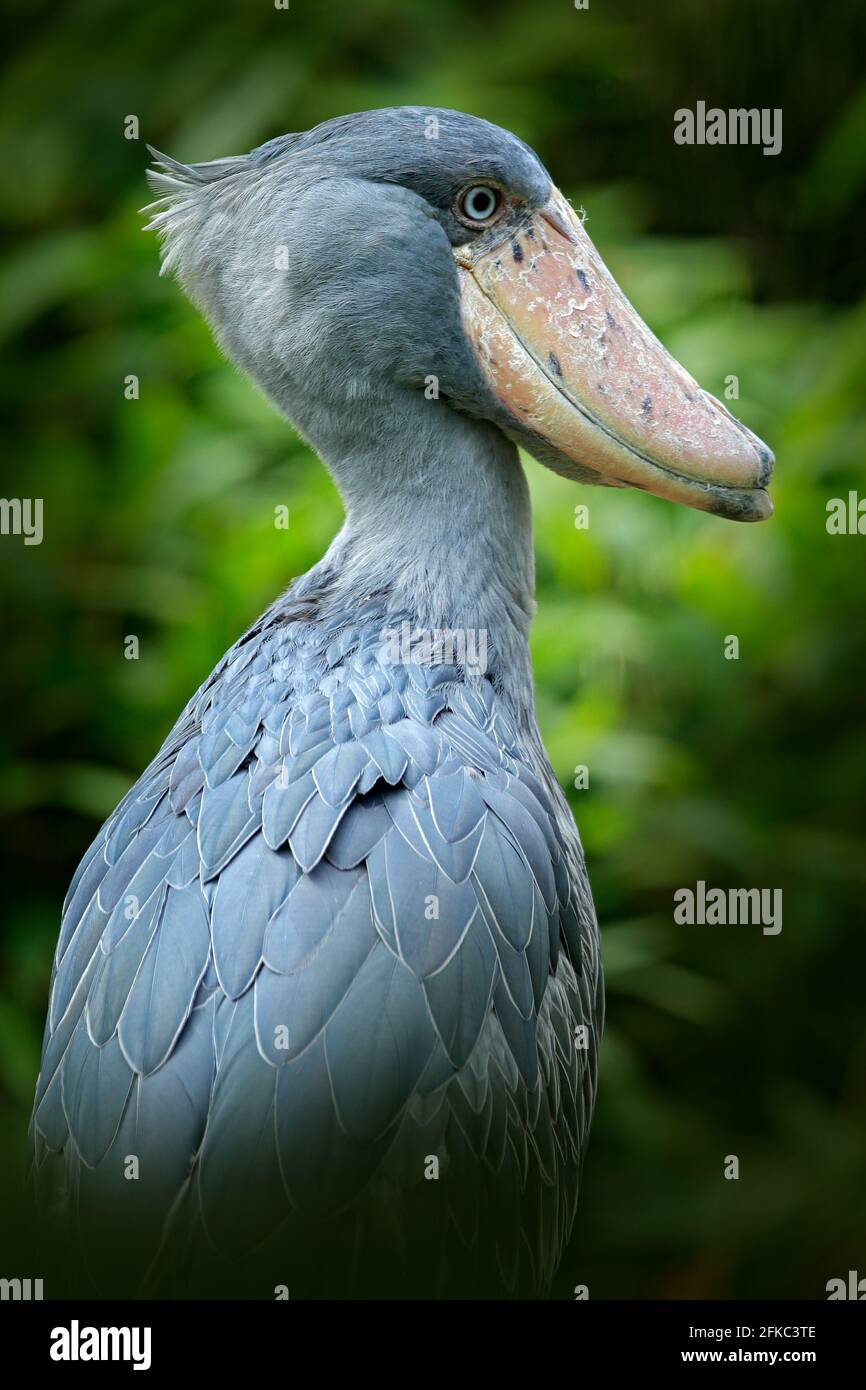 Shoebill, Balaeniceps rex, portrait d'un grand oiseau à bec, Ouganda. Scène détaillée de la faune d'Afrique centrale. Oiseau rare dans la forêt d'herbe verte. Birdwa Banque D'Images