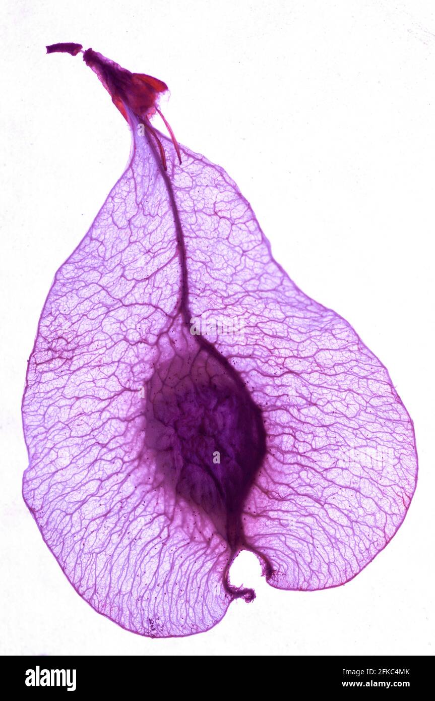 Une graine solitaire dans le rétroéclairage violet éclairant la vue macro extrême Banque D'Images