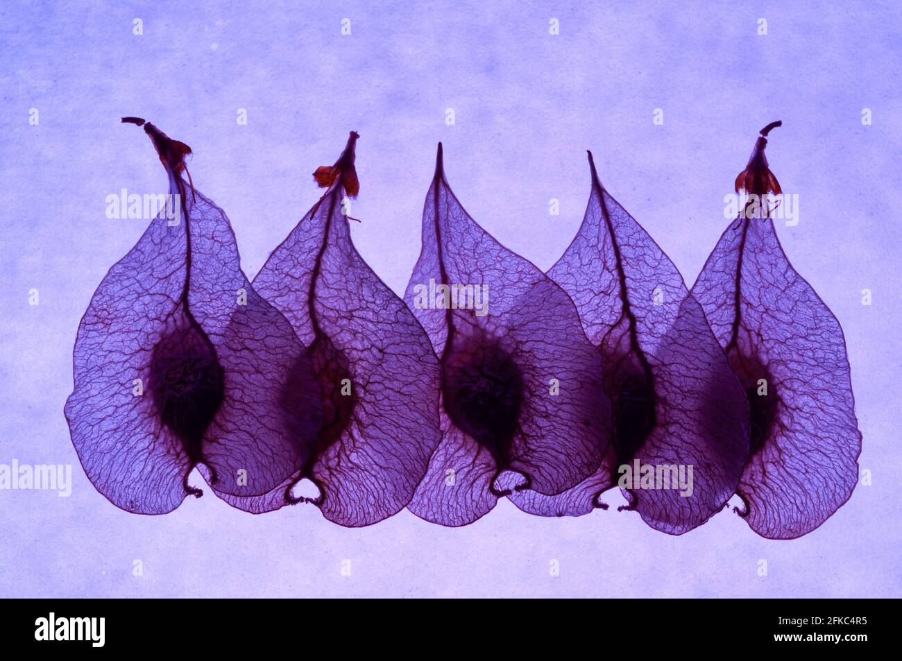 cinq graines en violet rétro-éclairage vue rapprochée Banque D'Images