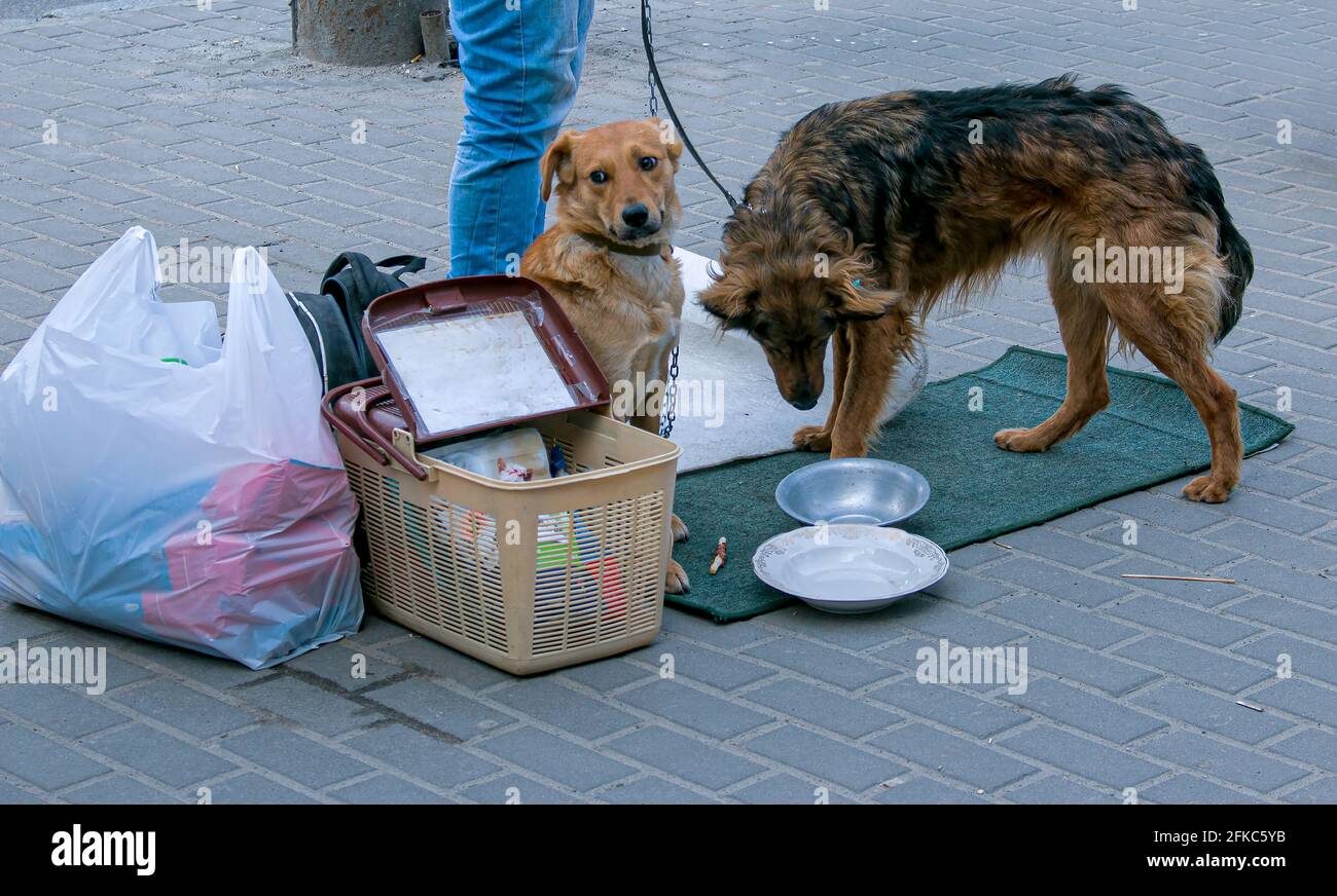 Les chiens sans abri, pour lesquels des bénévoles amasser des fonds pour la nourriture. Devant le chien il y a un signe avec l'inscription: Pour la nourriture. Banque D'Images