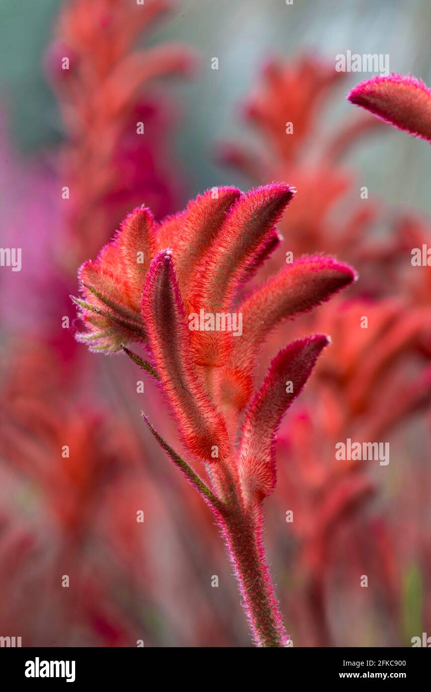 Une des nombreuses fleurs trouvées dans le biome tropical de Le projet Eden Banque D'Images