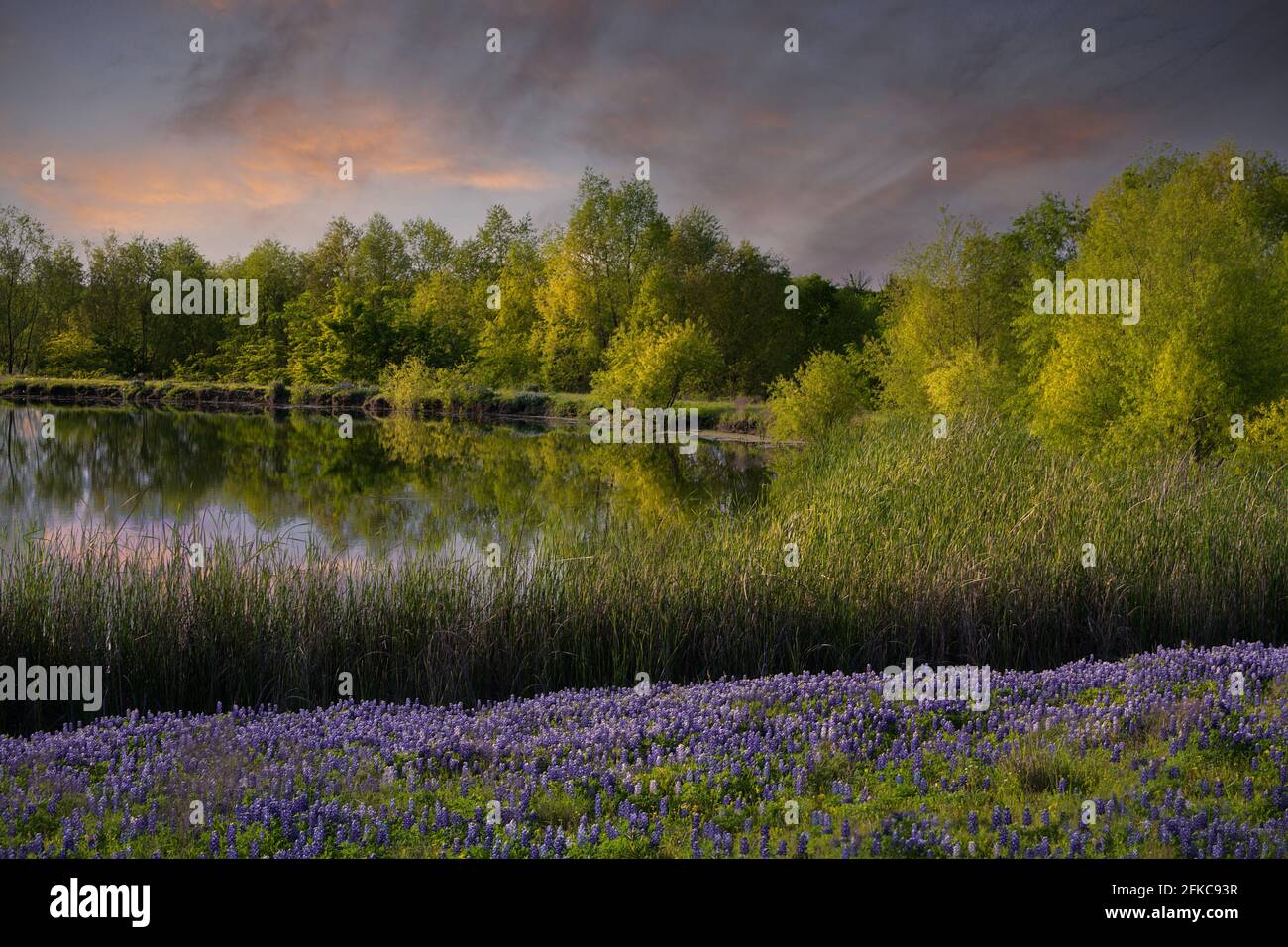 Terrain serein Texas Bluebonnet avec Pond Reflections Banque D'Images