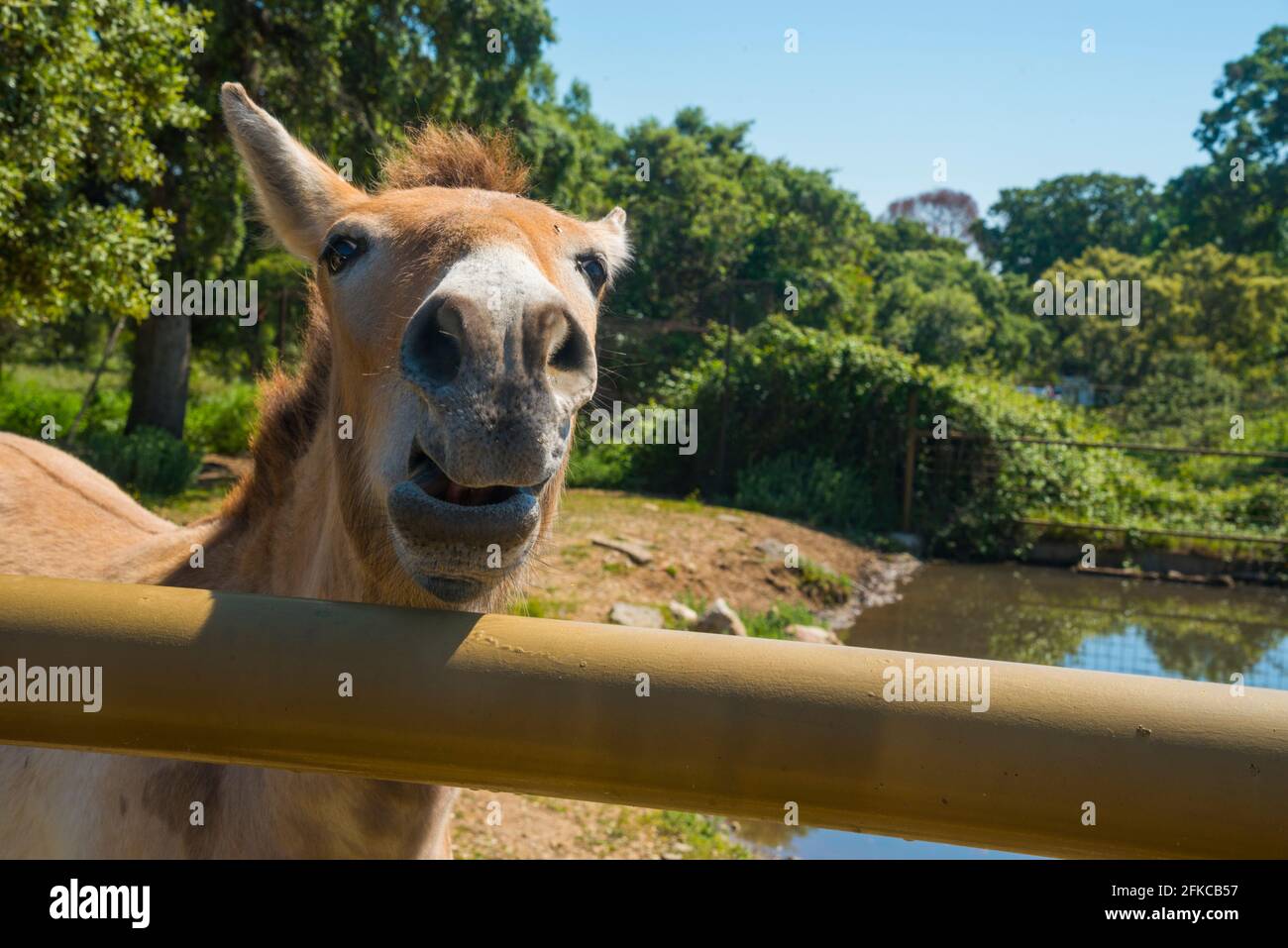 Cheval de Przewalski. Safari Madrid, Aldea del Fresno, province de Madrid, Espagne. Banque D'Images