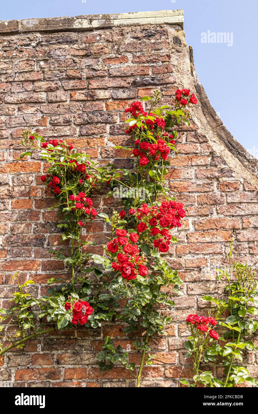 Une rose rouge (Rosa Super Elfin) pousse sur un vieux mur de briques Banque D'Images