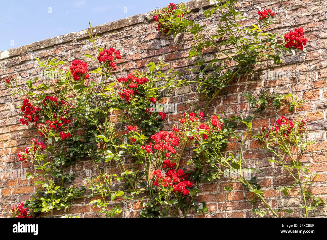 Une rose rouge (Rosa Super Elfin) pousse sur un vieux mur de briques Banque D'Images