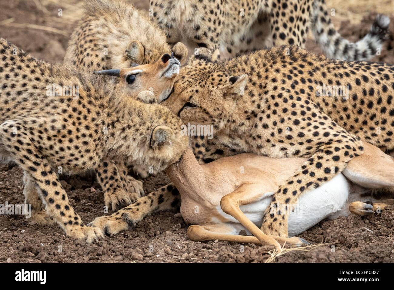 L’impala s’est malheureusement réuni à un moment inopportun. MASHATU GAME RESERVE, BOTSWANA : VOYEZ le moment OÙ QUATRE cheetahs ont lutté contre une ANTILOPE pauvre jusqu’au sol Banque D'Images