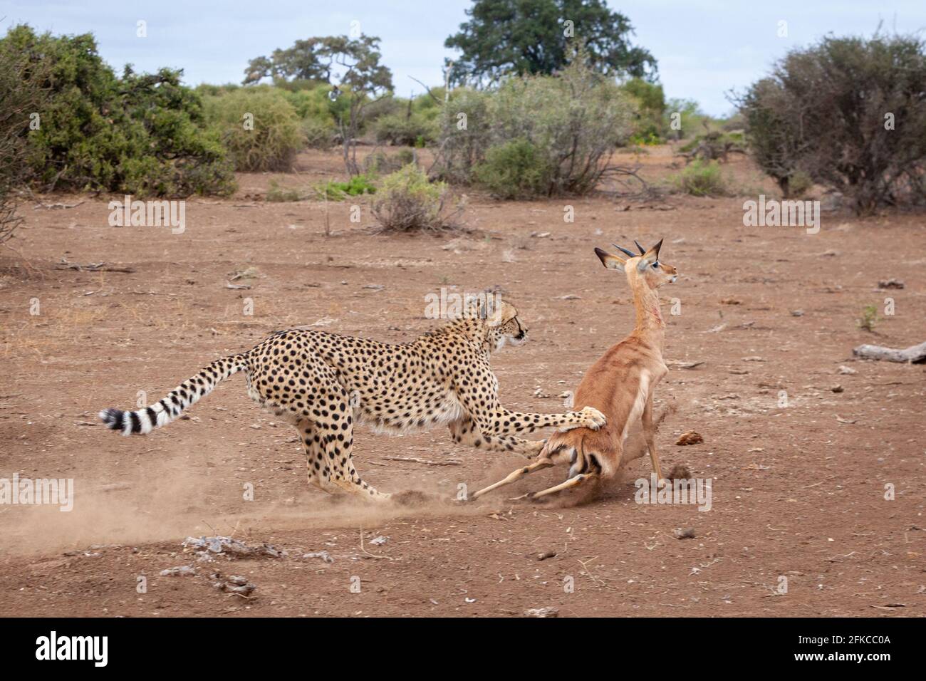 La mère a d'abord fait descendre l'impala pour que ses petits mangent. MASHATU GAME RESERVE, BOTSWANA: VOIR le moment OÙ QUATRE cheetahs ont lutté un pauvre ANTELOP Banque D'Images