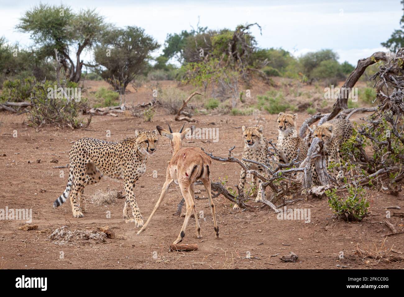 L'impala n'avait nulle part à courir après qu'il soit venu face à face avec les quatre cheetahs. MASHATU GAME RESERVE, BOTSWANA: VOIR le moment OÙ QUATRE cheetahs ont lutté Banque D'Images