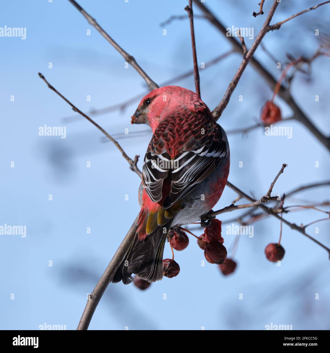 Vue arrière de Pine Grosbeak mâle, enucléator de Pinicola, manger des baies montrant toutes les plumes du dos Banque D'Images