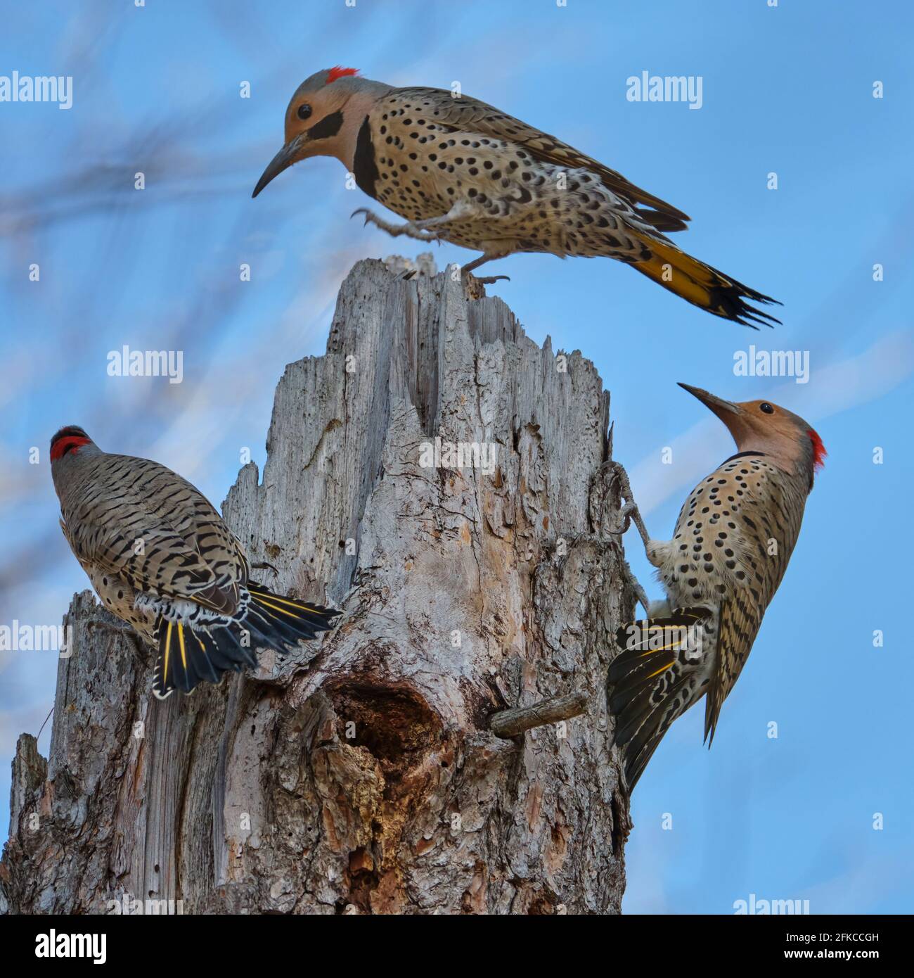 Trois flickers du Nord , Colaptes auratus, se disputant au sommet de la bûche, un mâle et deux femelles Banque D'Images Trois flickers du Nord , Colaptes auratus, se disputant au sommet de la bûche, un mâle et deux femelles Banque D'Images