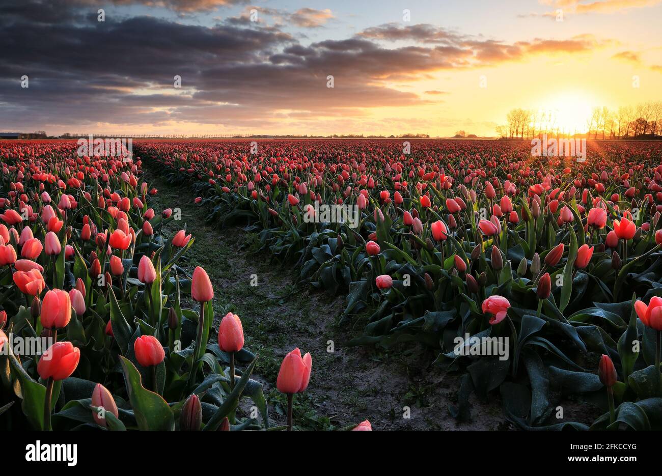 Lever de soleil doré sur champ de tulipes rouges, Hollande Banque D'Images