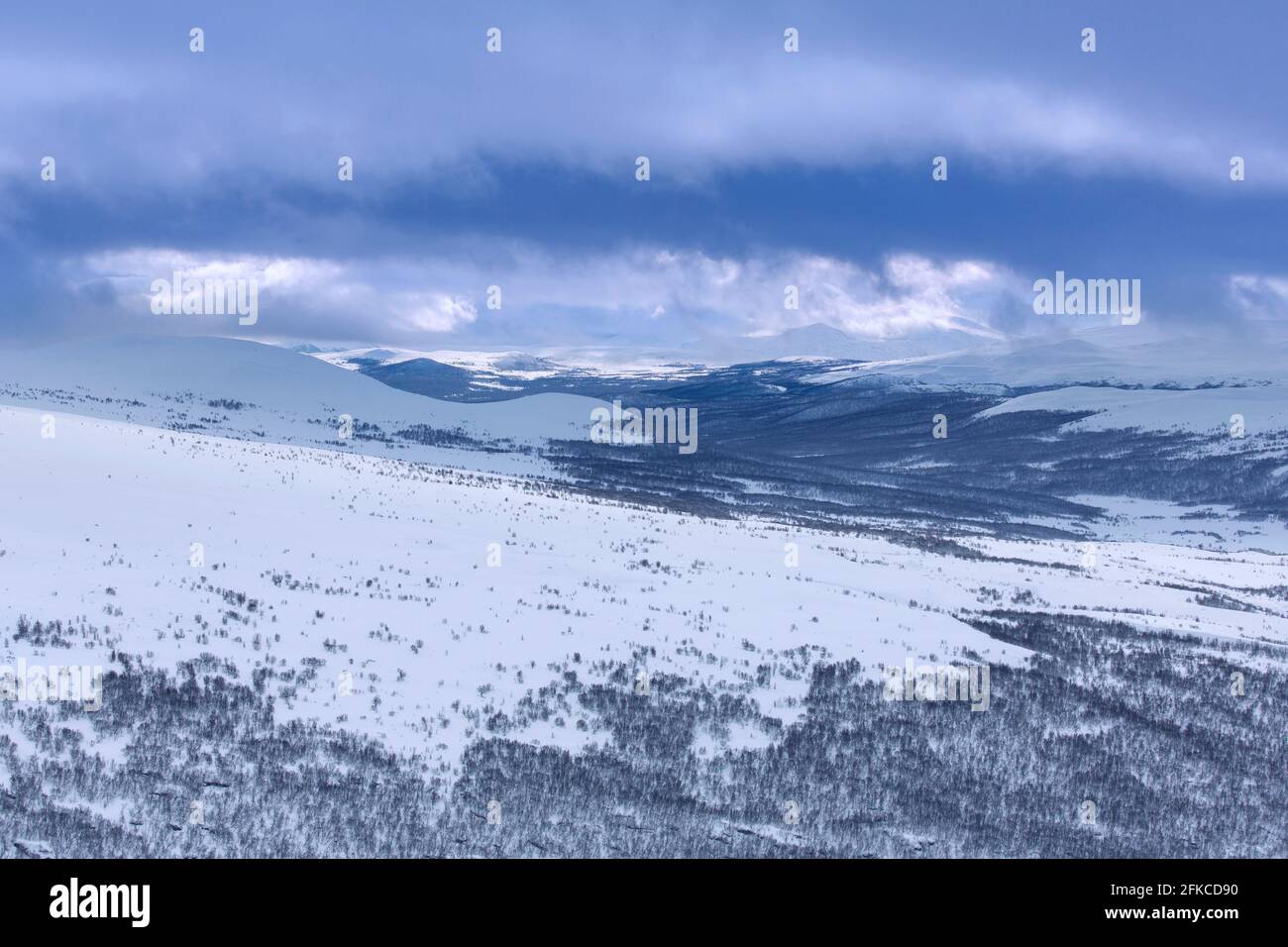 Forêt de bouleaux dans la neige au parc national de Dovrefjell–Sunndalsfjella en hiver, en Norvège Banque D'Images