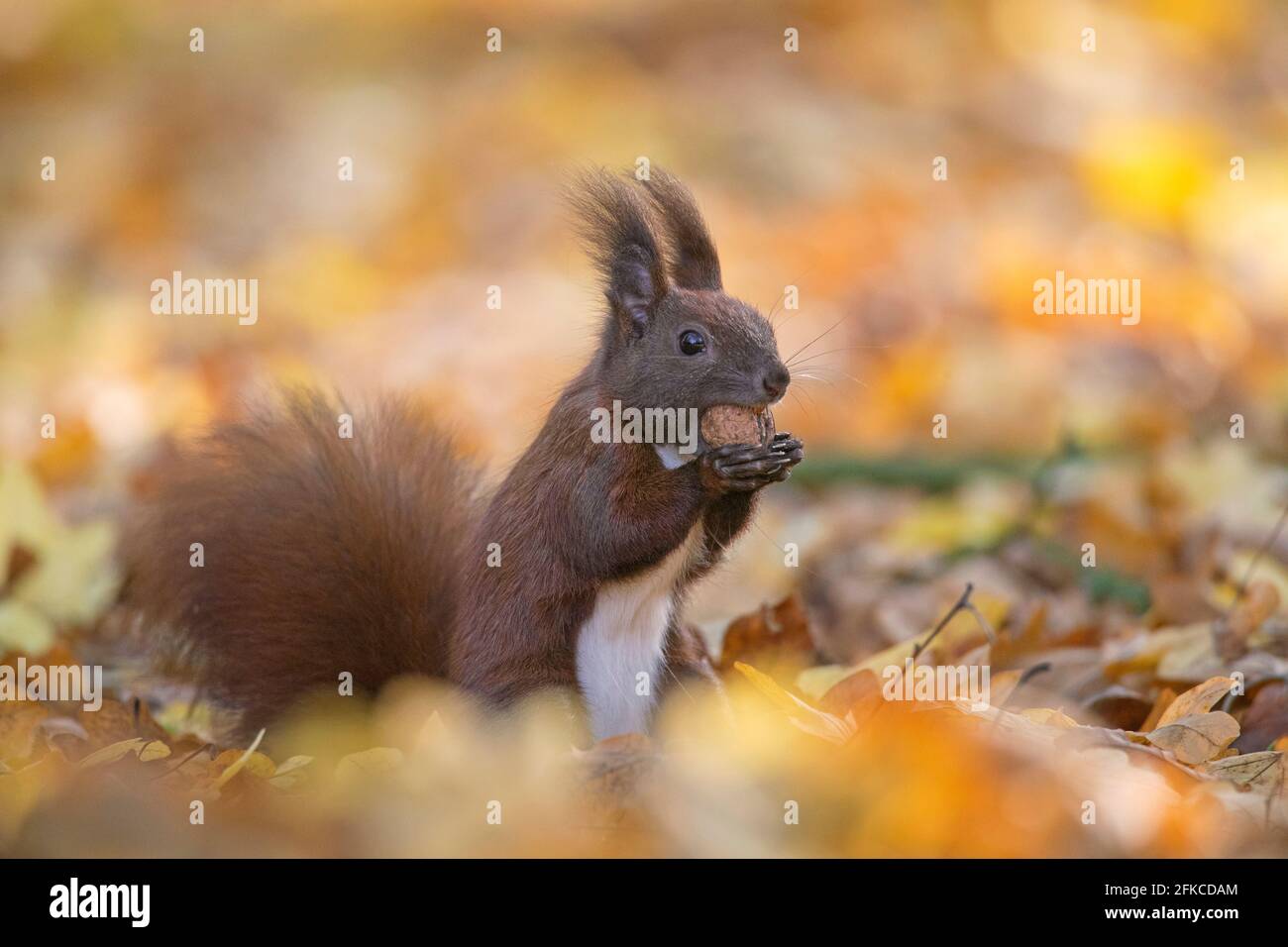 Écureuil rouge eurasien mignon (Sciurus vulgaris) recueillir les écrous sur le sol dans la litière de feuilles sur le plancher de forêt dans les bois d'automne Banque D'Images