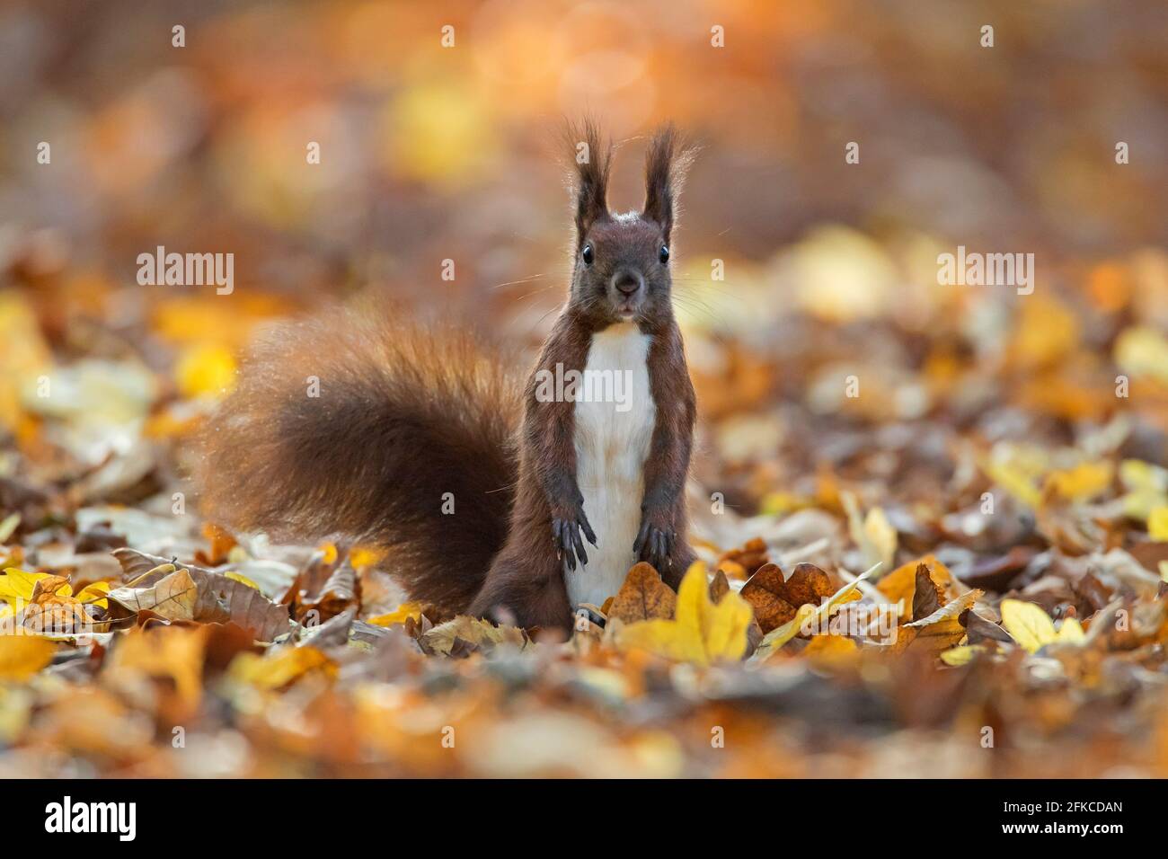 Alerte écureuil rouge eurasien (Sciurus vulgaris) recherche d'un danger au sol dans la litière de feuilles le plancher de la forêt en automne bois Banque D'Images