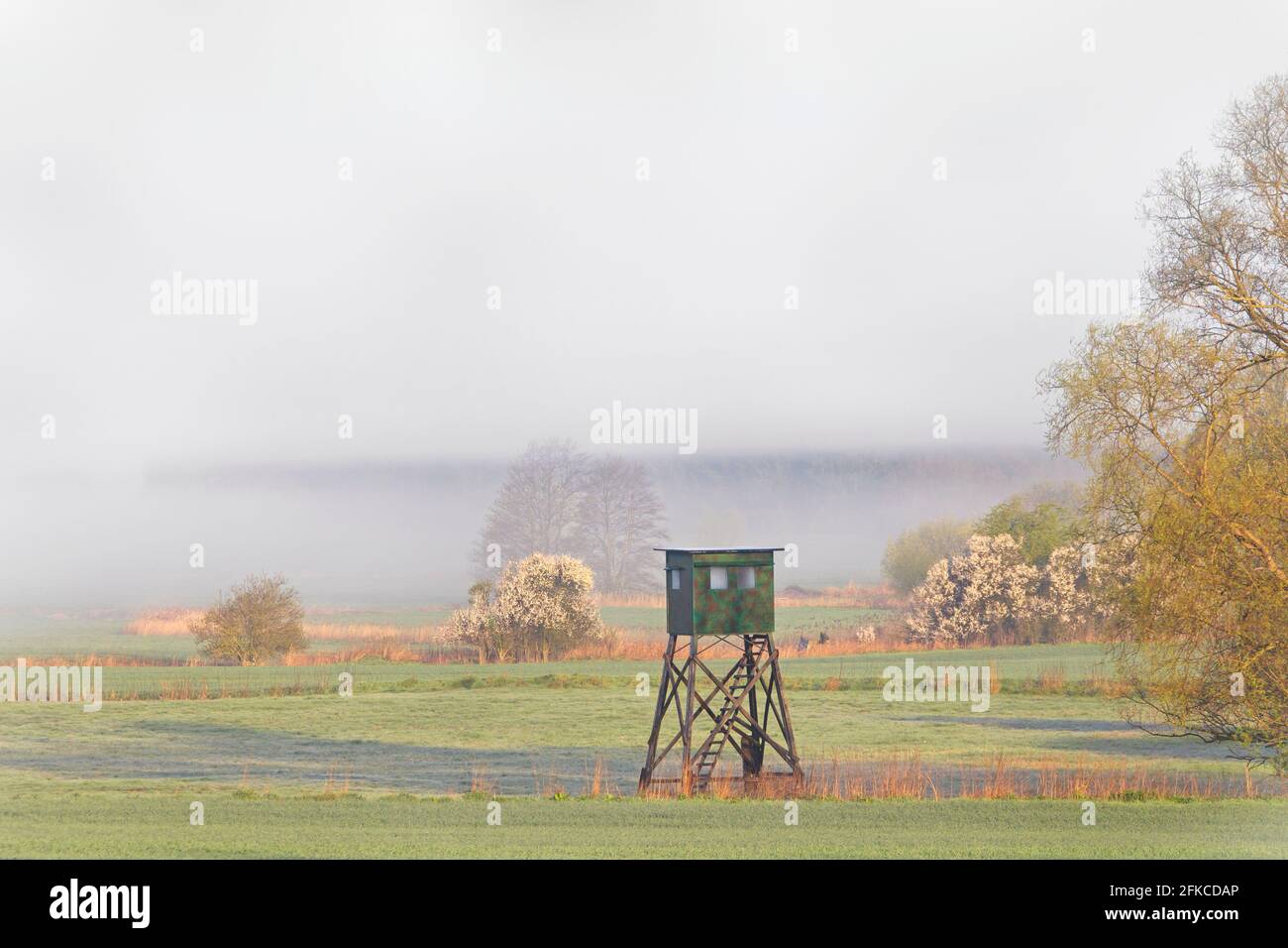 Prairie avec cachette surélevée pour la chasse au sanglier et au roe cerf dans la brume tôt le matin au printemps Banque D'Images