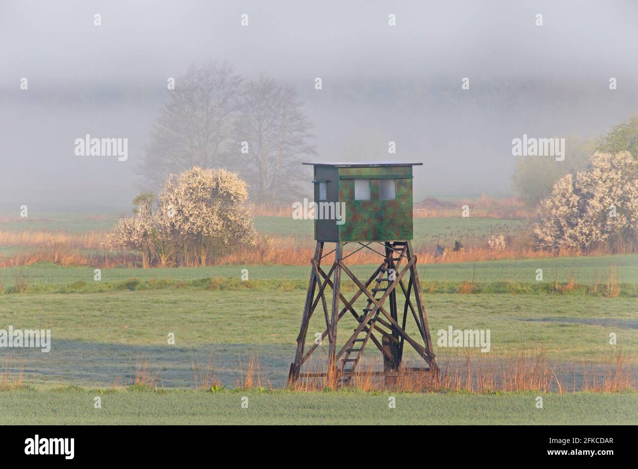 Prairie avec cachette surélevée pour la chasse au sanglier et au roe cerf dans la brume tôt le matin au printemps Banque D'Images