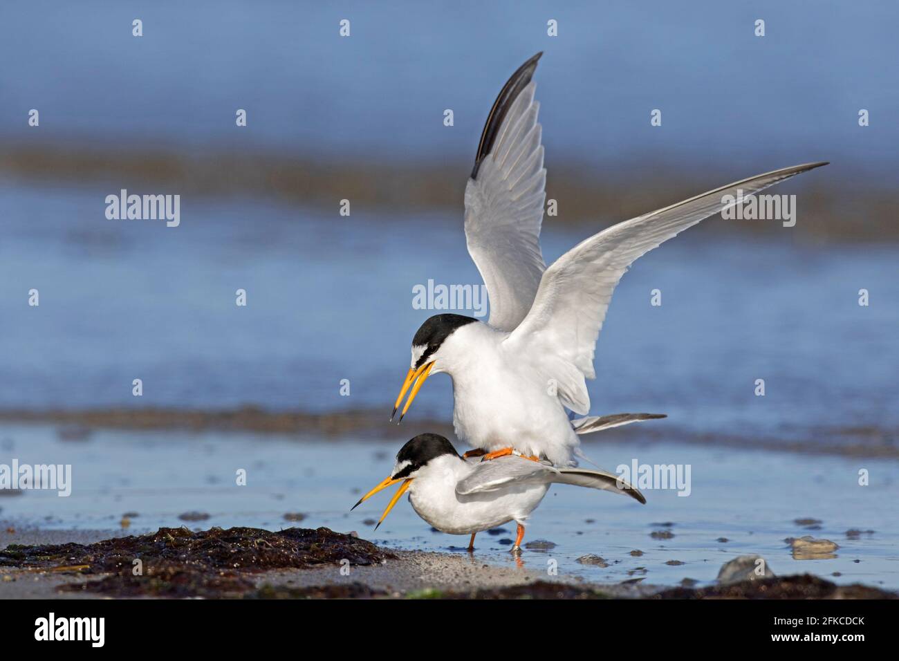 Petites sternes (Sternula albifrons / Sterna albifrons) copulation / accouplement, petite sterne mâle montage femelle sur la plage Banque D'Images