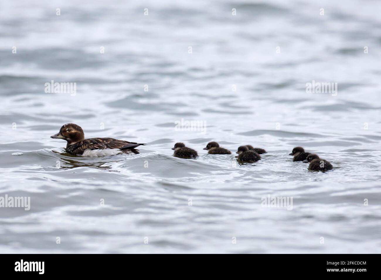 Canard à longue queue (Clangula hyemalis) femelle nageant en mer avec des canetons en été, Islande Banque D'Images