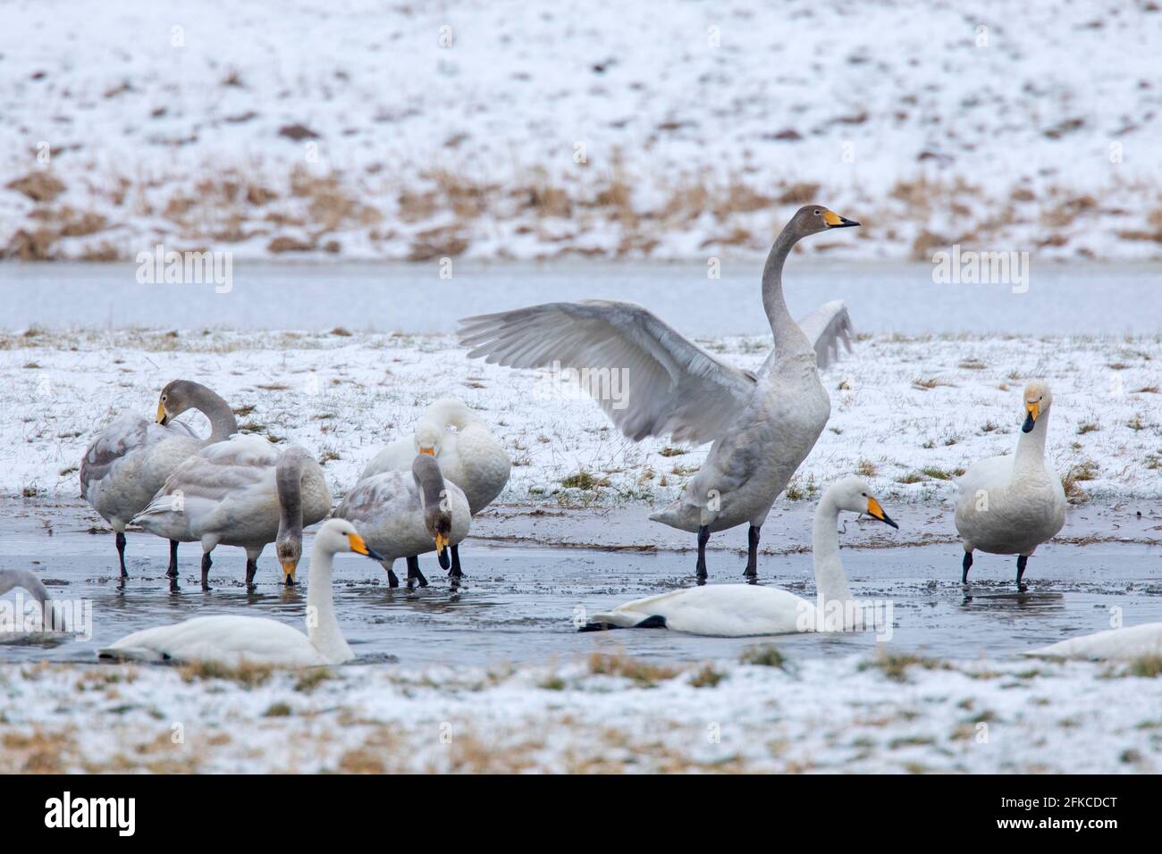 Cygnus (Cygnus cygnus) les adultes avec des juvéniles se rassemblent dans l'étang en hiver Banque D'Images