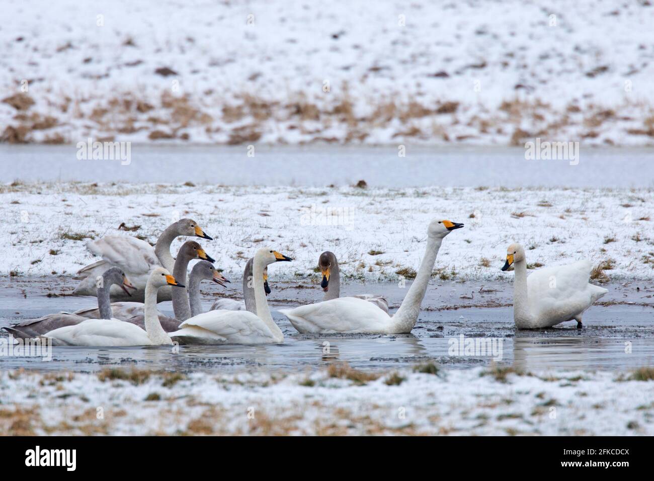 Cygnus (Cygnus cygnus) les adultes avec des juvéniles se rassemblent dans l'étang en hiver Banque D'Images