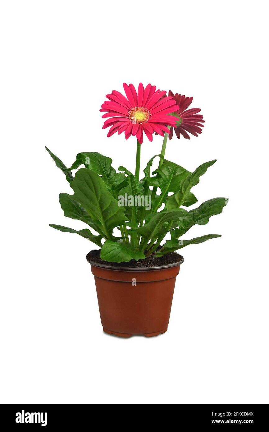 Gerbera Marguerite en pot de fleurs isolée sur fond blanc Banque D'Images