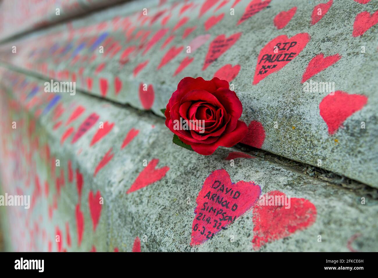 Londres, Royaume-Uni. 30 avril 2021. Une rose solitaire coincée dans une fissure - le mur national Covid Memorial à l'extérieur de l'hôpital St Thomas sur le southbank est maintenant en grande partie terminé. La famille et les amis de quelques-uns des plus de cent quarante-cinq mille personnes qui ont perdu la vie à Covid-19 ont tiré le cœur à la main sur un mur en face du Parlement de Londres. Chaque cœur représente quelqu'un qui était aimé et qui est mort de covid. Il a été organisé par les familles bereavées Covid-19 pour la justice. Crédit : Guy Bell/Alay Live News Banque D'Images