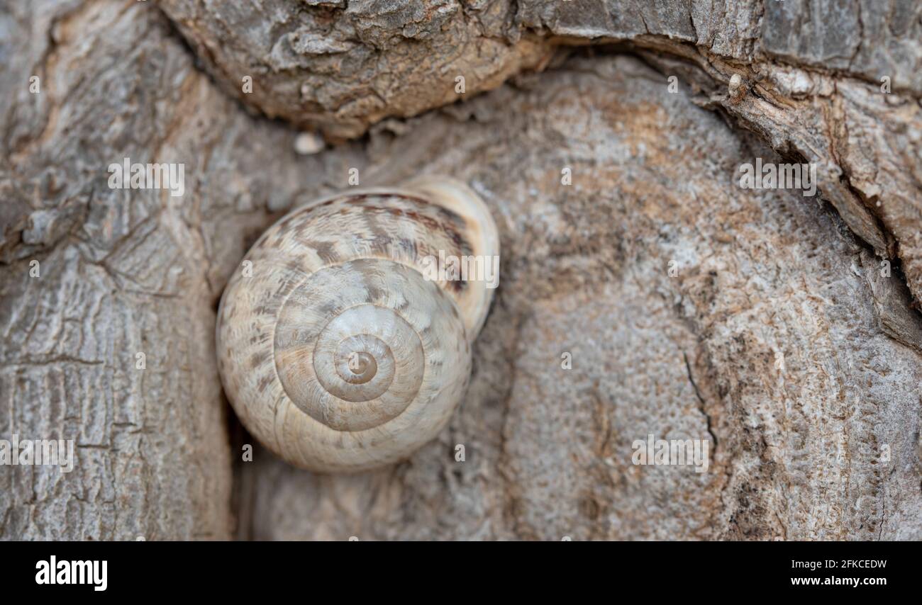 Gros plan d'un escargot dans la coquille d'escargot, qui est grand camouflage sur un tronc d'arbre Banque D'Images