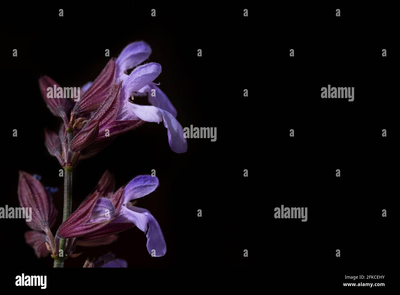 Gros plan et plan détaillé des fleurs de sauge violettes, sur fond sombre avec espace pour le texte Banque D'Images