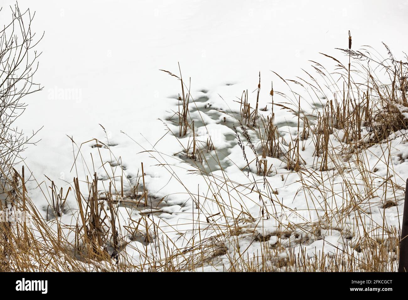 Véritable rivière enneigée et herbe sèche temps nuageux en hiver jour Banque D'Images