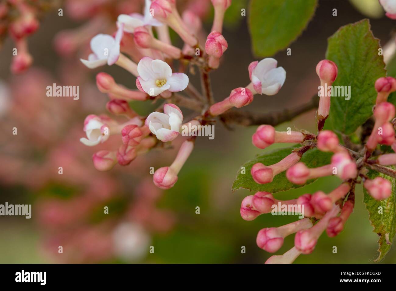 Des fermes vibrantes de Viburnum × juddii, de Judd viburnum, de bourgeons et de fleurs précoces sur un arbuste de taille moyenne sous un soleil de printemps éclatant Banque D'Images