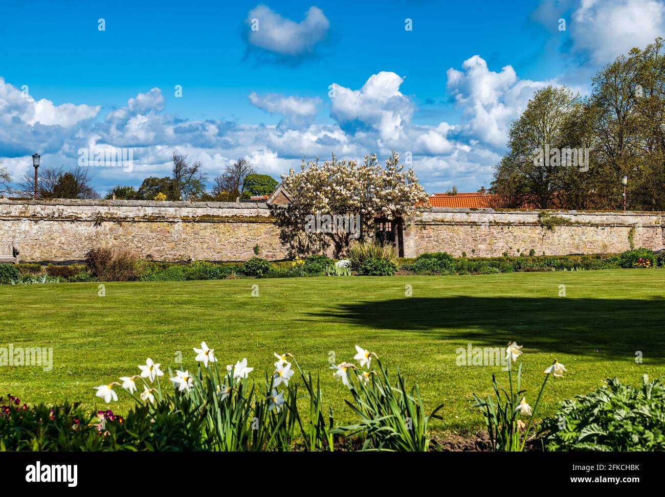 Jardin clos de style art et artisanat avec magnolia et parterres, Dirleton, East Lothian, Écosse, Royaume-Uni Banque D'Images