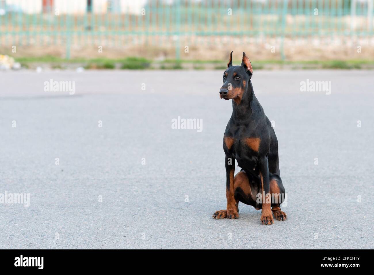 Doberman est assis sur une route asphaltée. Banque D'Images