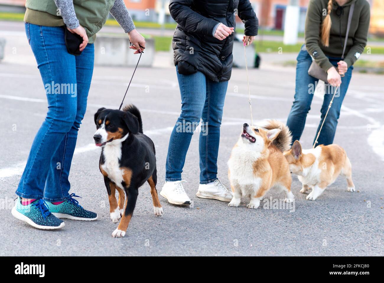 Gallois corgi pembroke sur une promenade Banque D'Images