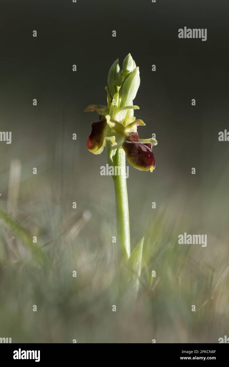 Orchidée araignée précoce (Ophrys sphègodes) sur les South Downs. East Sussex, Royaume-Uni. Banque D'Images