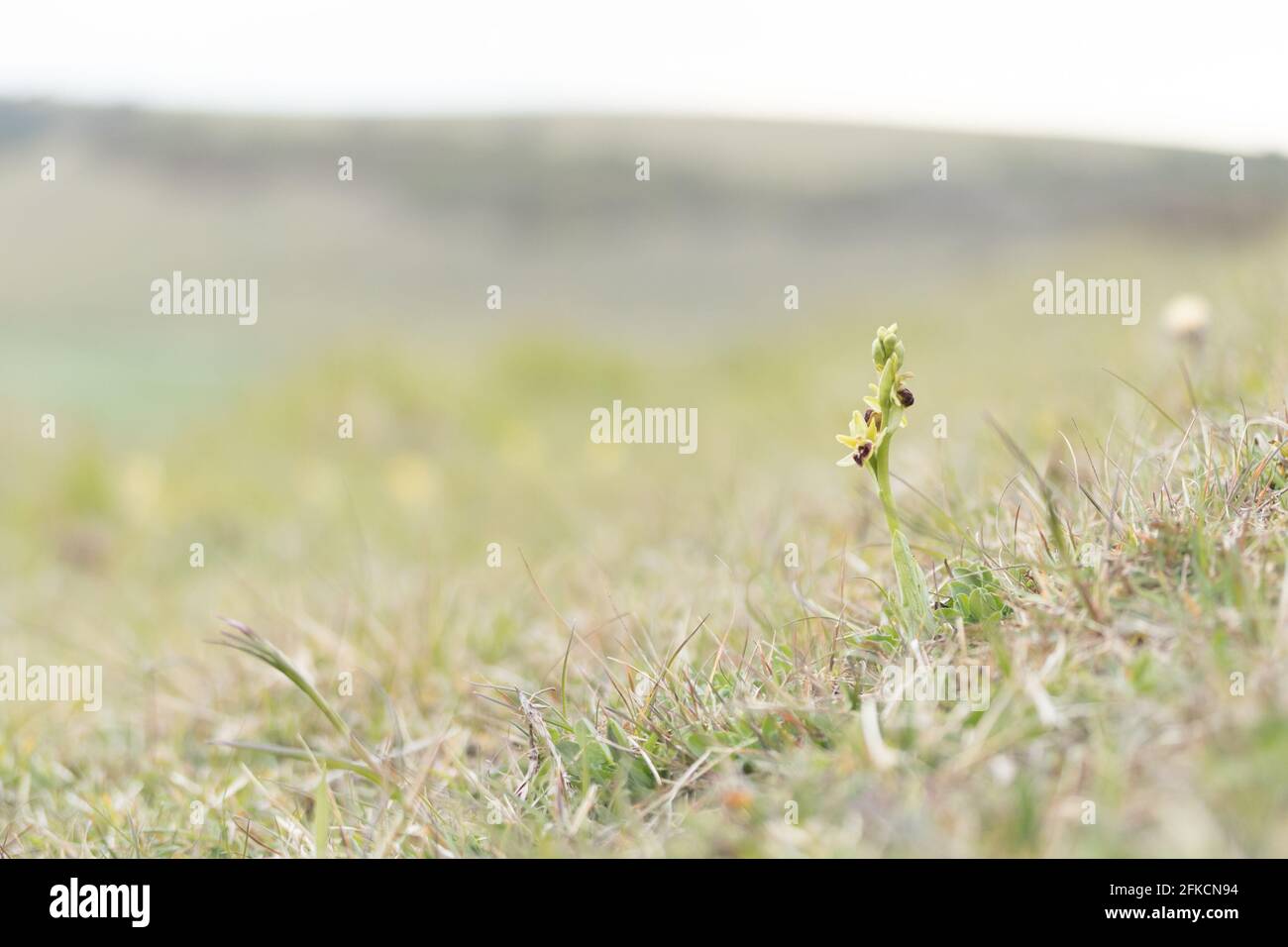 Orchidée araignée précoce (Ophrys sphègodes) sur les South Downs. East Sussex, Royaume-Uni. Banque D'Images