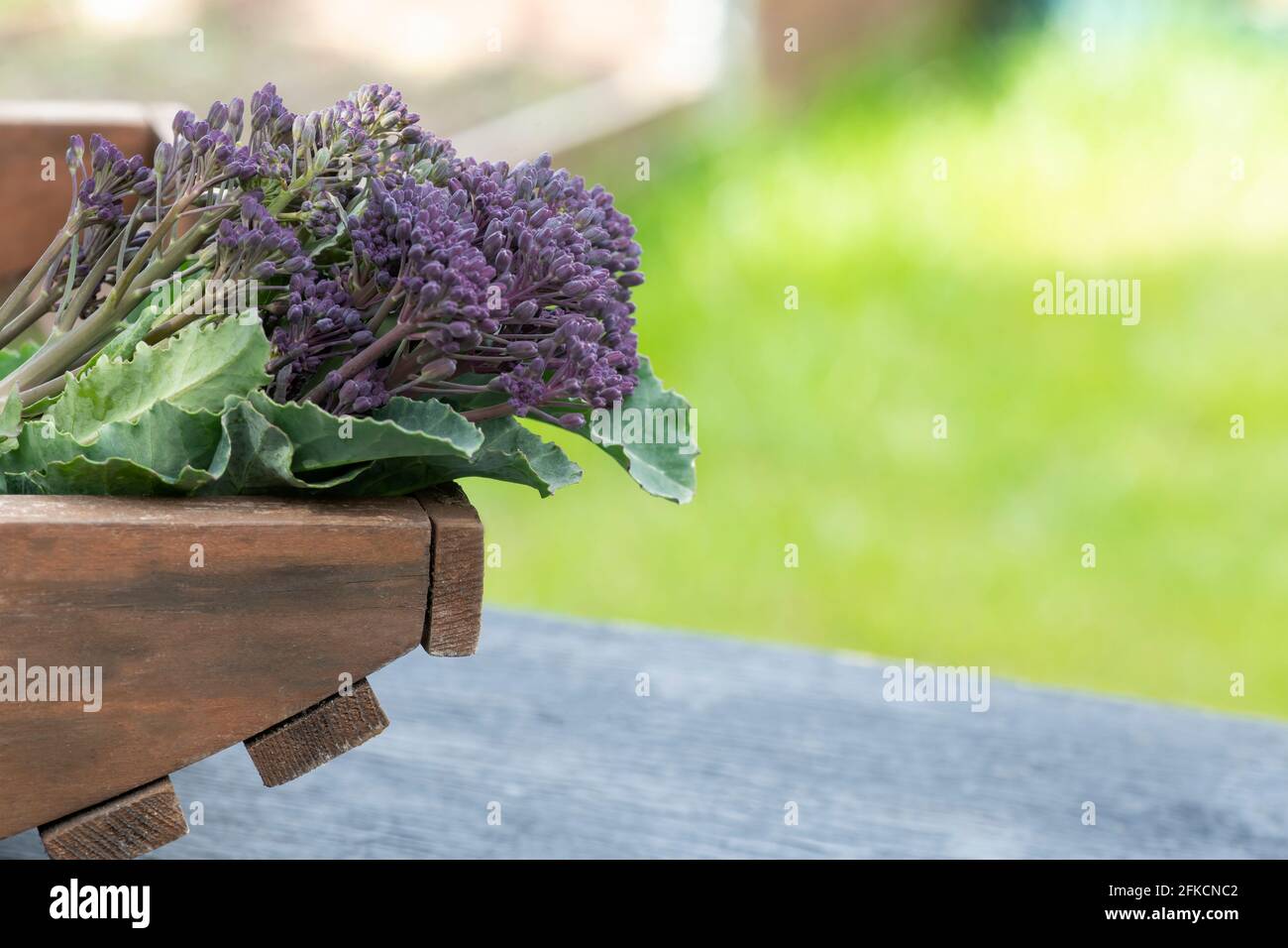 mise au point sélective sur le brocoli pourpre dans un jardin, un allotement ou une petite tenue. image d'arrière-plan floue pour l'espace de copie et le texte sur la couche Banque D'Images