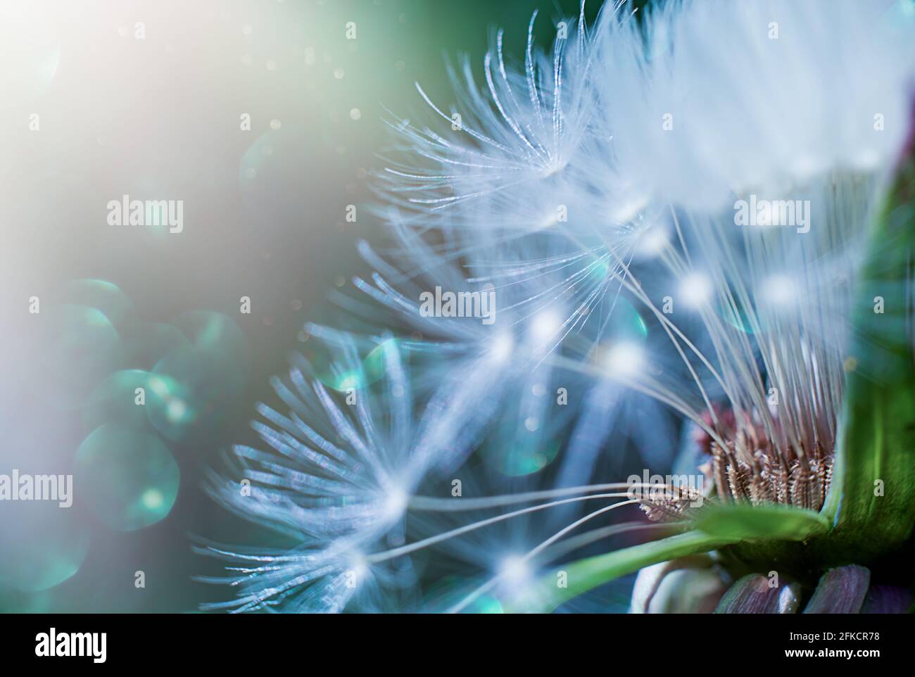 Belle graine de pissenlit brillant dans la nature macro. Flou sélectif doux, effet bokeh étincelant. Fond bleu foncé vert. Banque D'Images