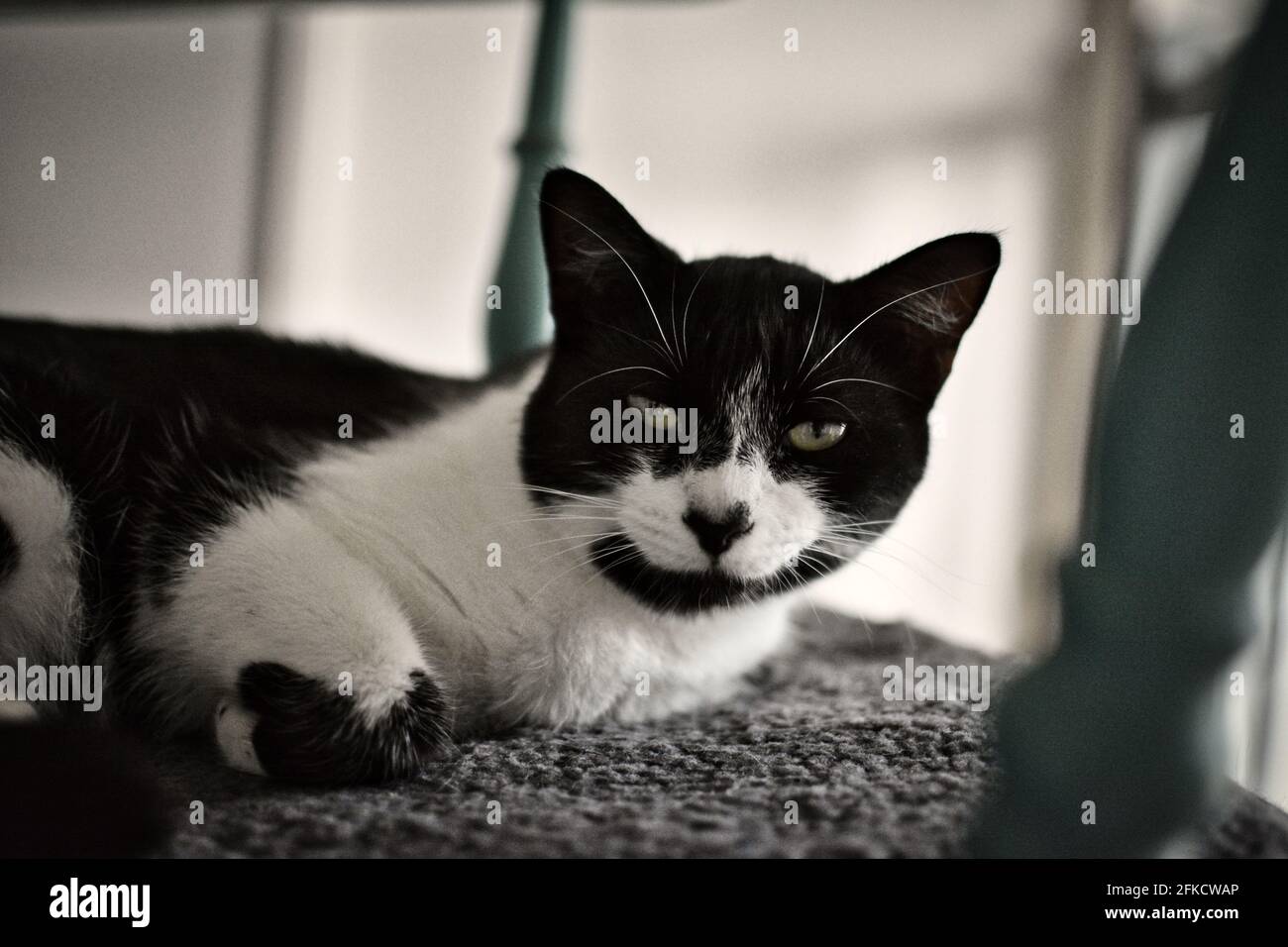 Chat noir et blanc posé sur une chaise. Banque D'Images