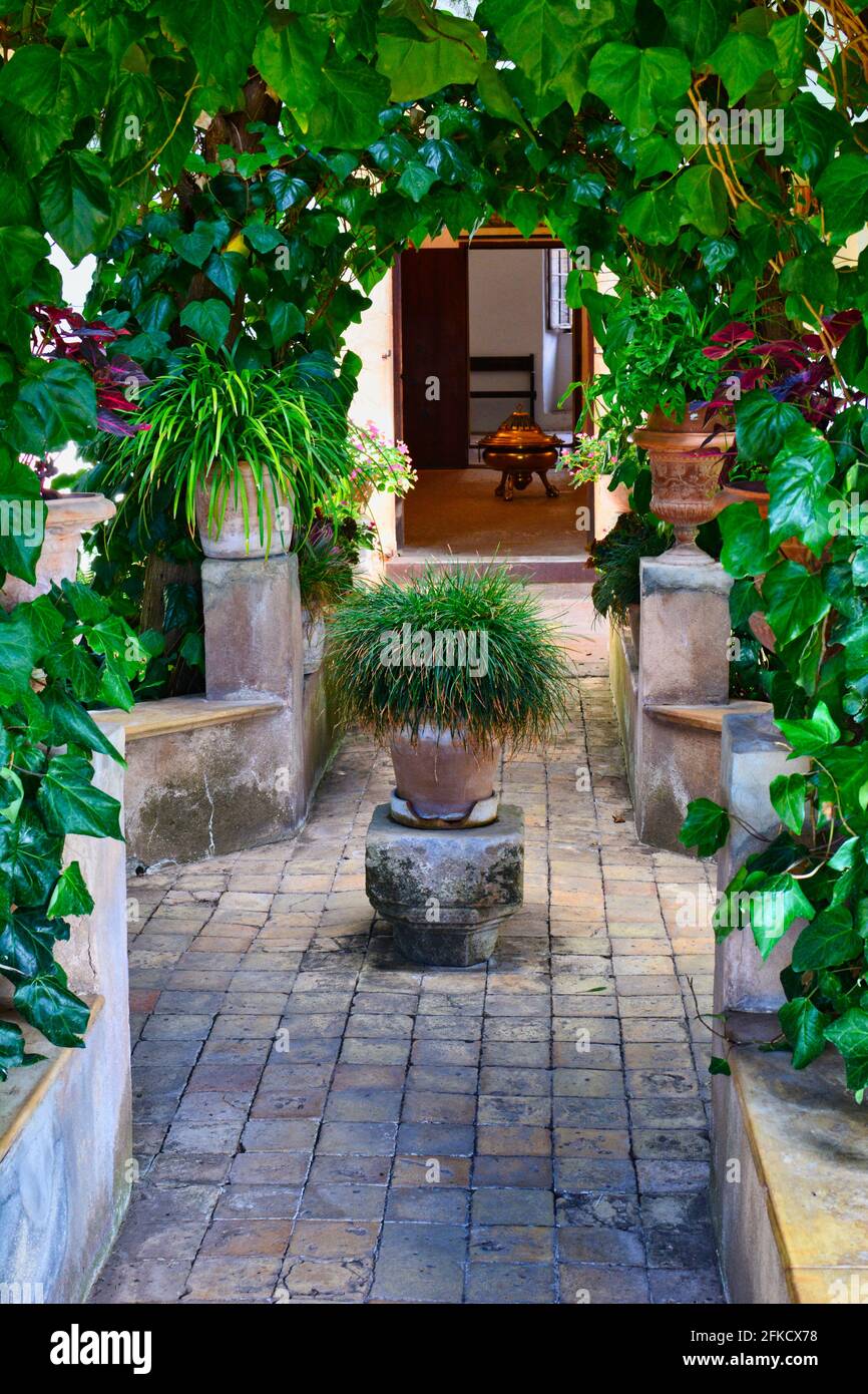 Belles plantes sur le balcon. Banque D'Images