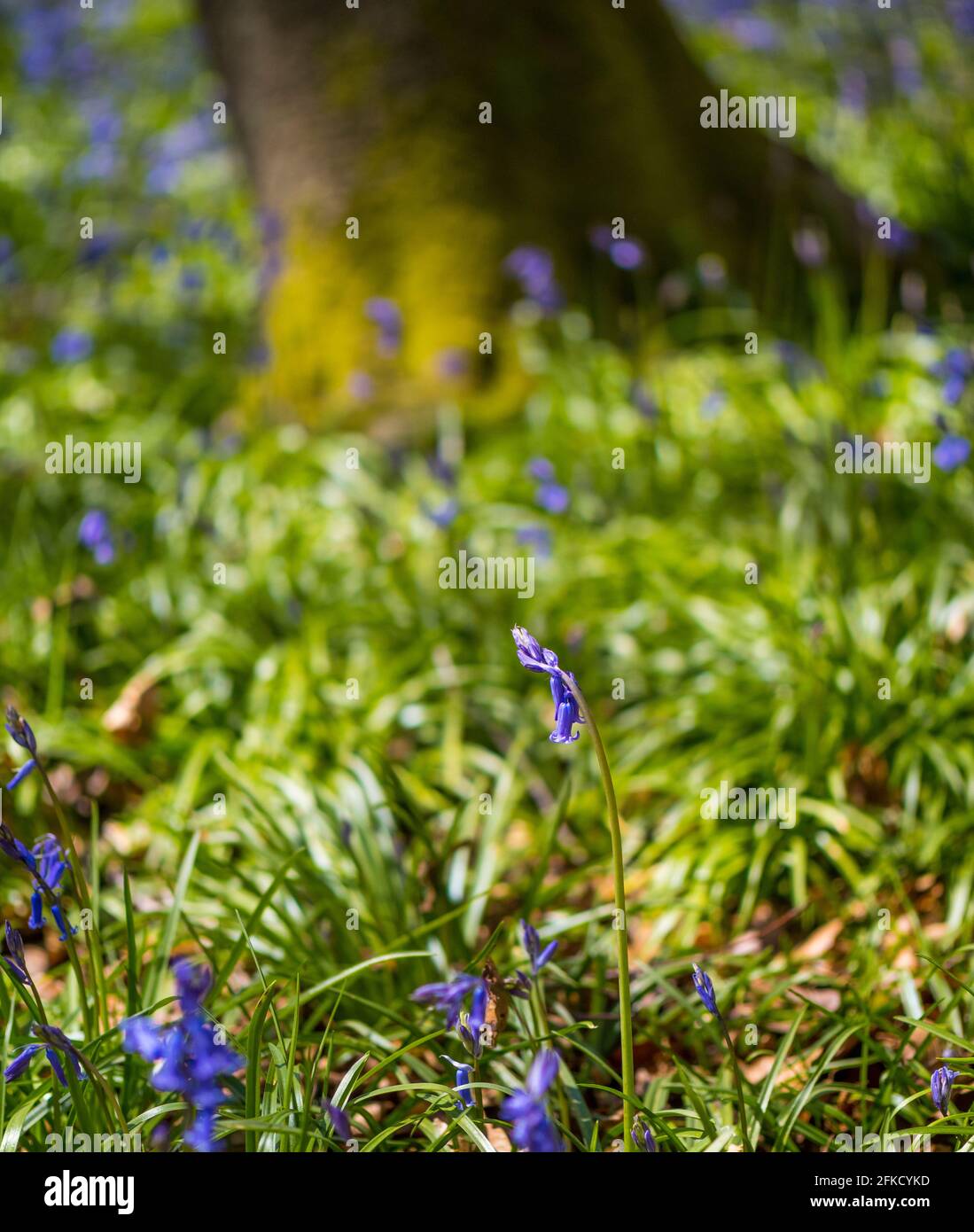 Jacinthoides non-scripta, Bluebells, Bois, Kingswood, Henley-on-Thames, Oxfordshire, Angleterre, Royaume-Uni, GB. Banque D'Images