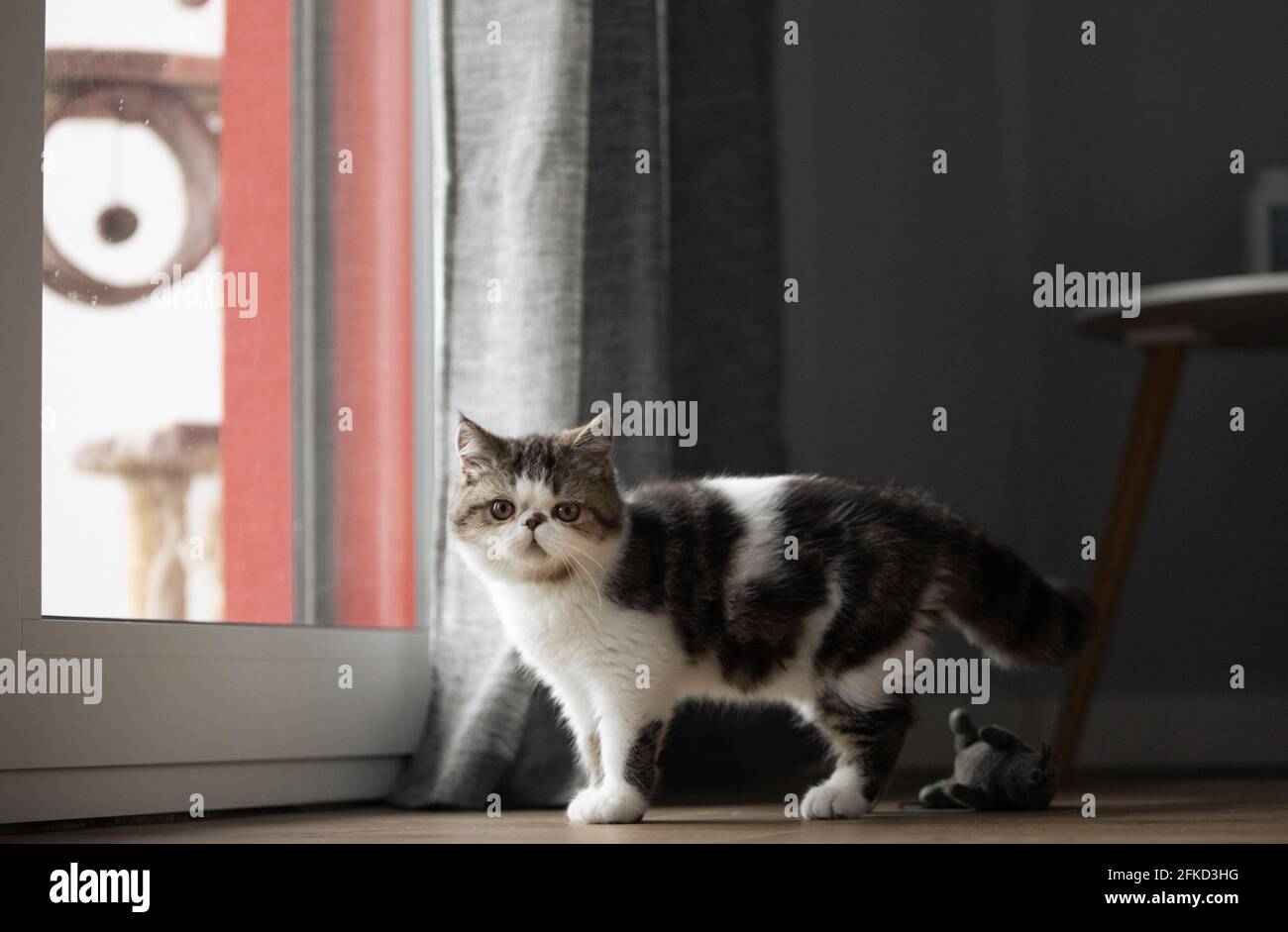 Portugal, Lisbonne, chaton noir et blanc debout à la fenêtre Banque D'Images