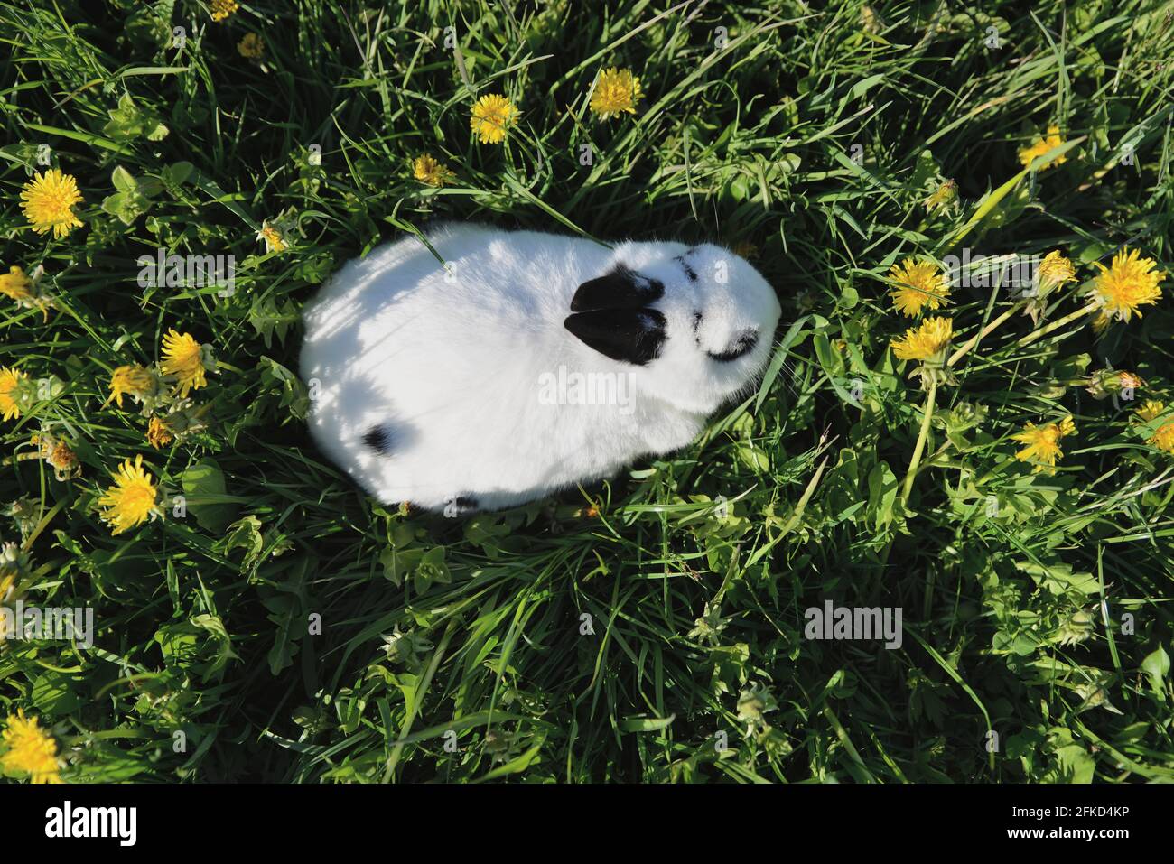 le lapin se trouve dans la prairie florale Banque D'Images