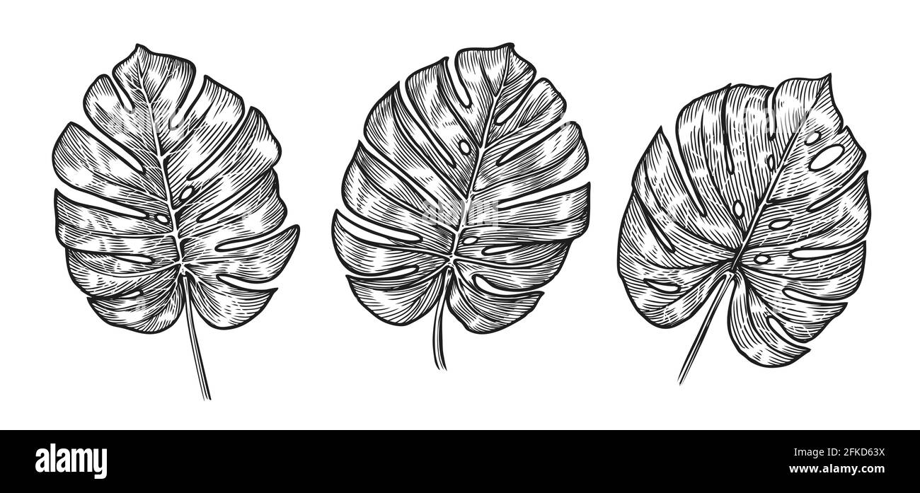 Croquis de feuilles tropicales de Monstera. Ensemble d'illustrations vectorielles isolé sur blanc Illustration de Vecteur
