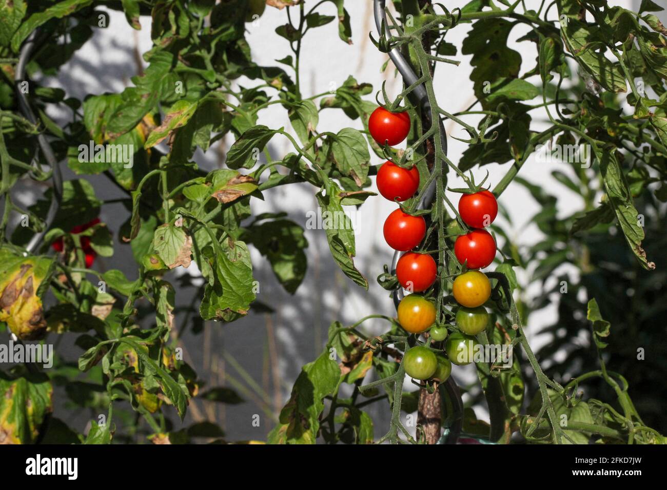 tomates vertes, jaunes et rouges sur la brousse avec différentes ripeness Banque D'Images